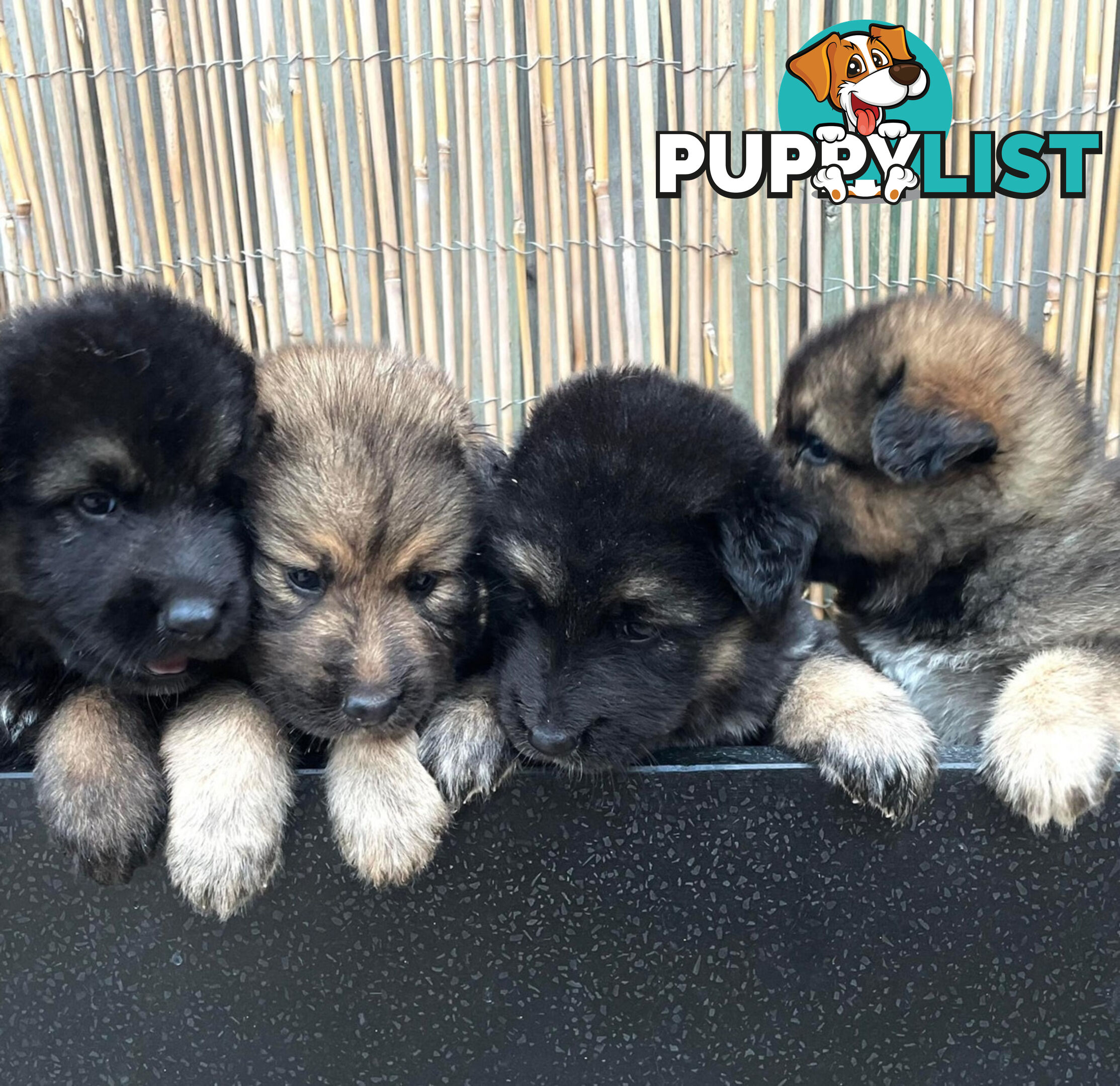 Medium/Long Coat German Shepherd x Husky (Sarplaninac) 2 Puppies left