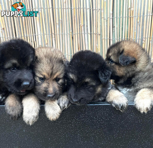 Medium/Long Coat German Shepherd x Husky (Sarplaninac) 2 Puppies left