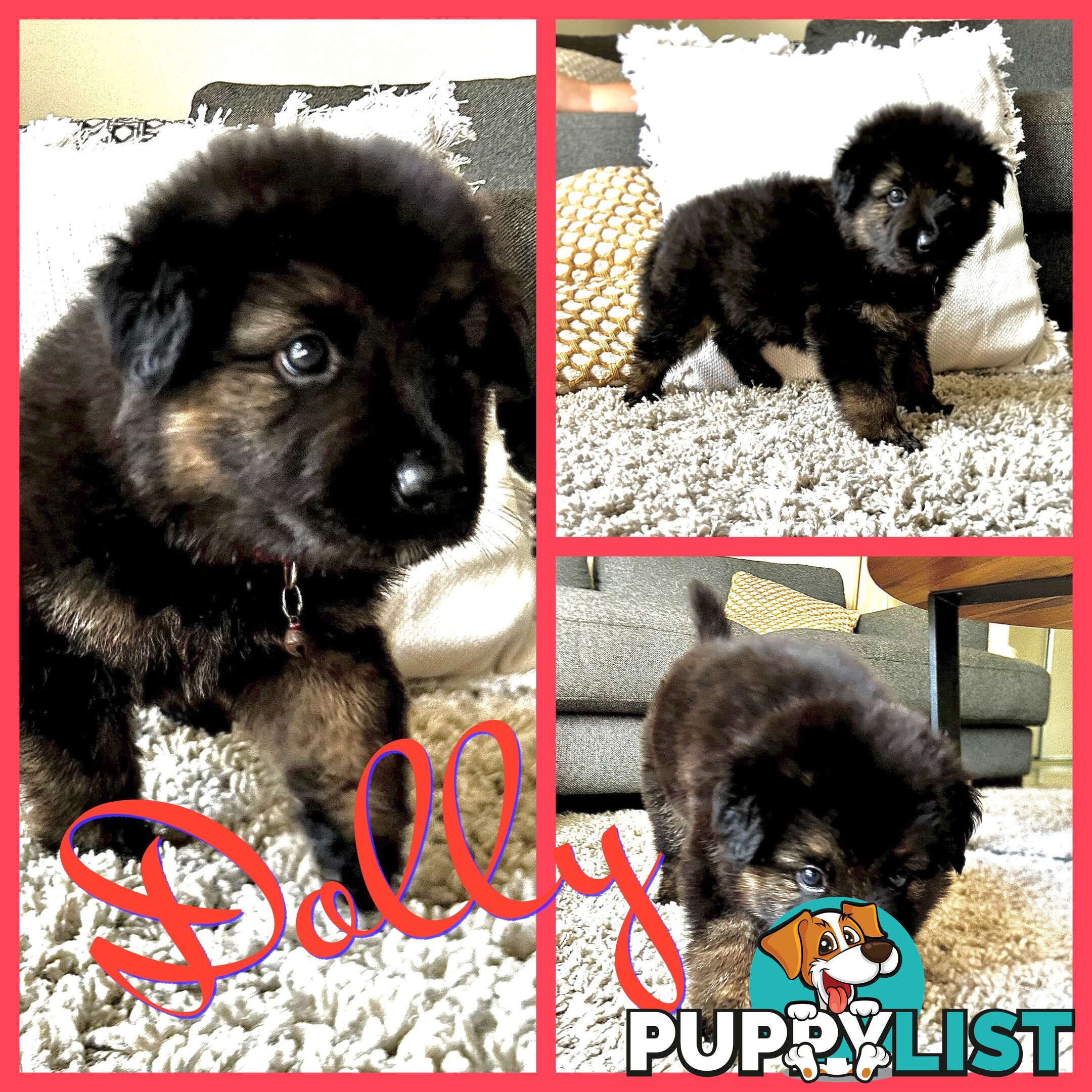 Medium/Long Coat German Shepherd x Husky (Sarplaninac) 2 Puppies left