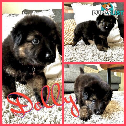 Medium/Long Coat German Shepherd x Husky (Sarplaninac) 2 Puppies left