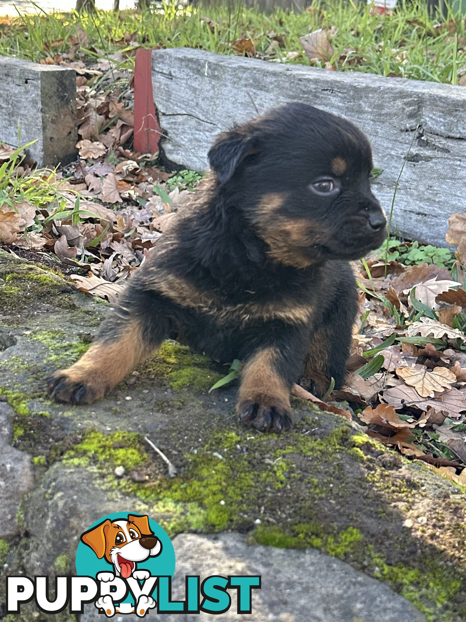 Rottweiler puppies
