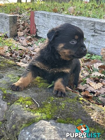 Rottweiler puppies