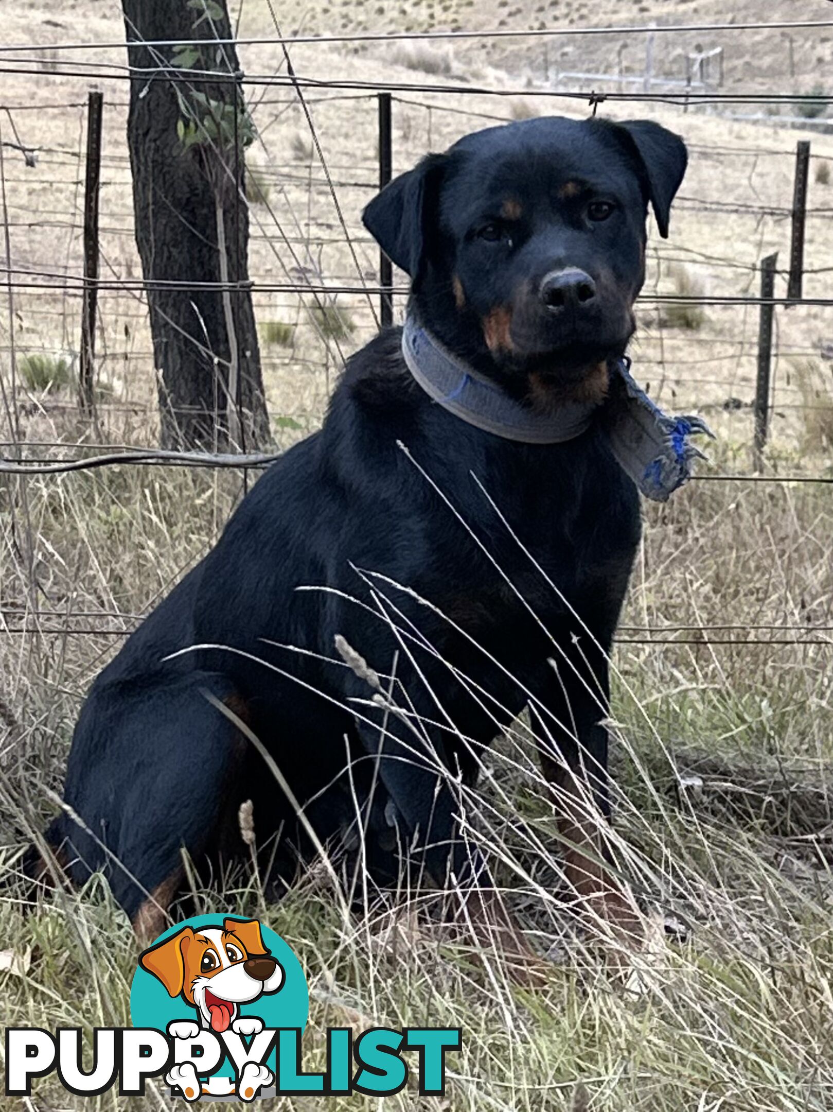 Rottweiler puppies