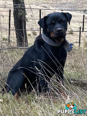 Rottweiler puppies