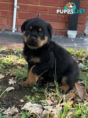 Rottweiler puppies