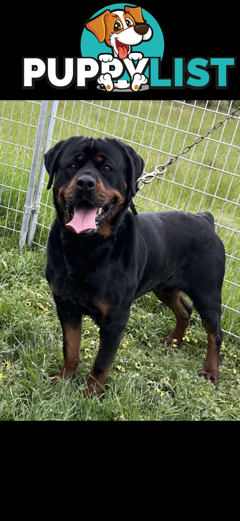 Rottweiler puppies