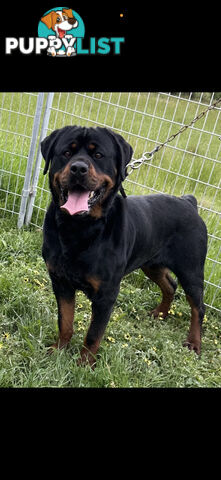 Rottweiler puppies