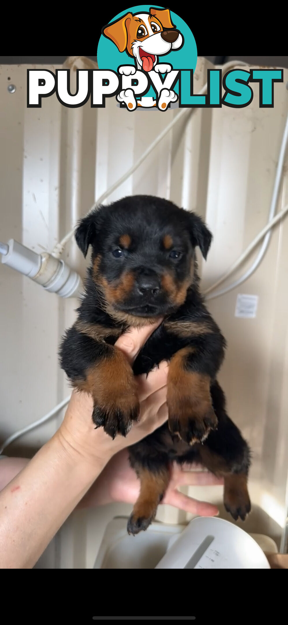 Rottweiler puppies