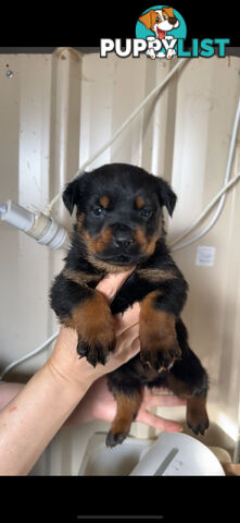 Rottweiler puppies