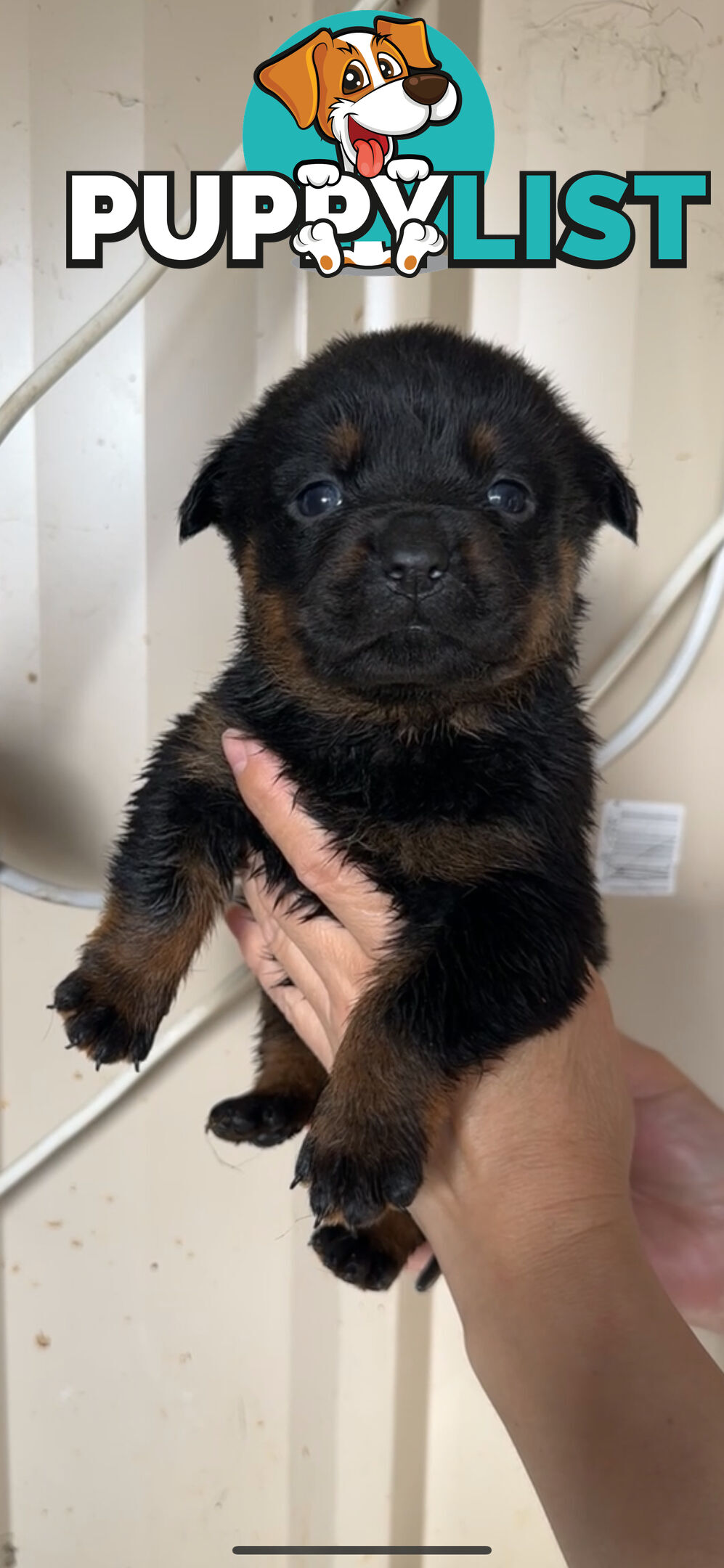 Rottweiler puppies