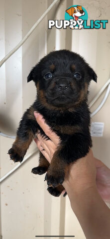Rottweiler puppies