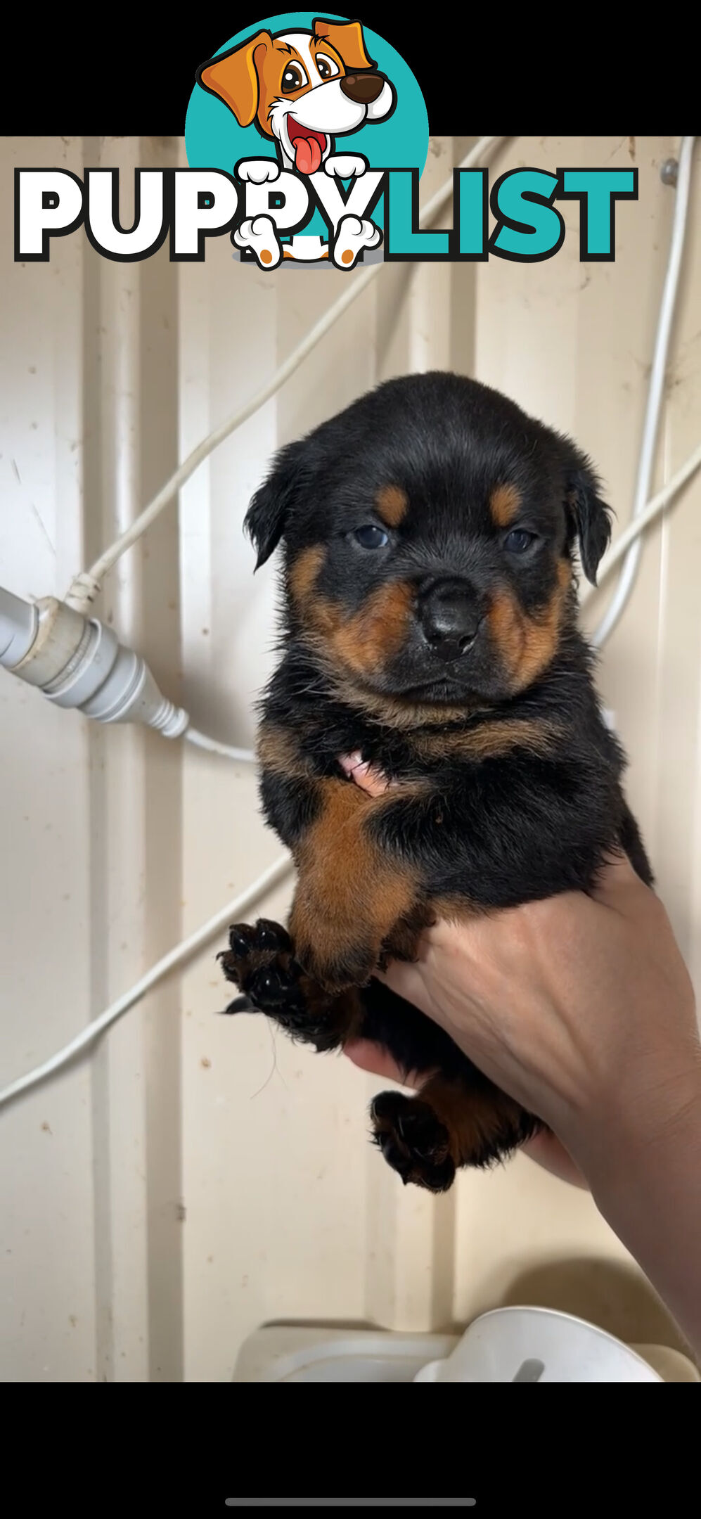 Rottweiler puppies