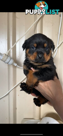 Rottweiler puppies