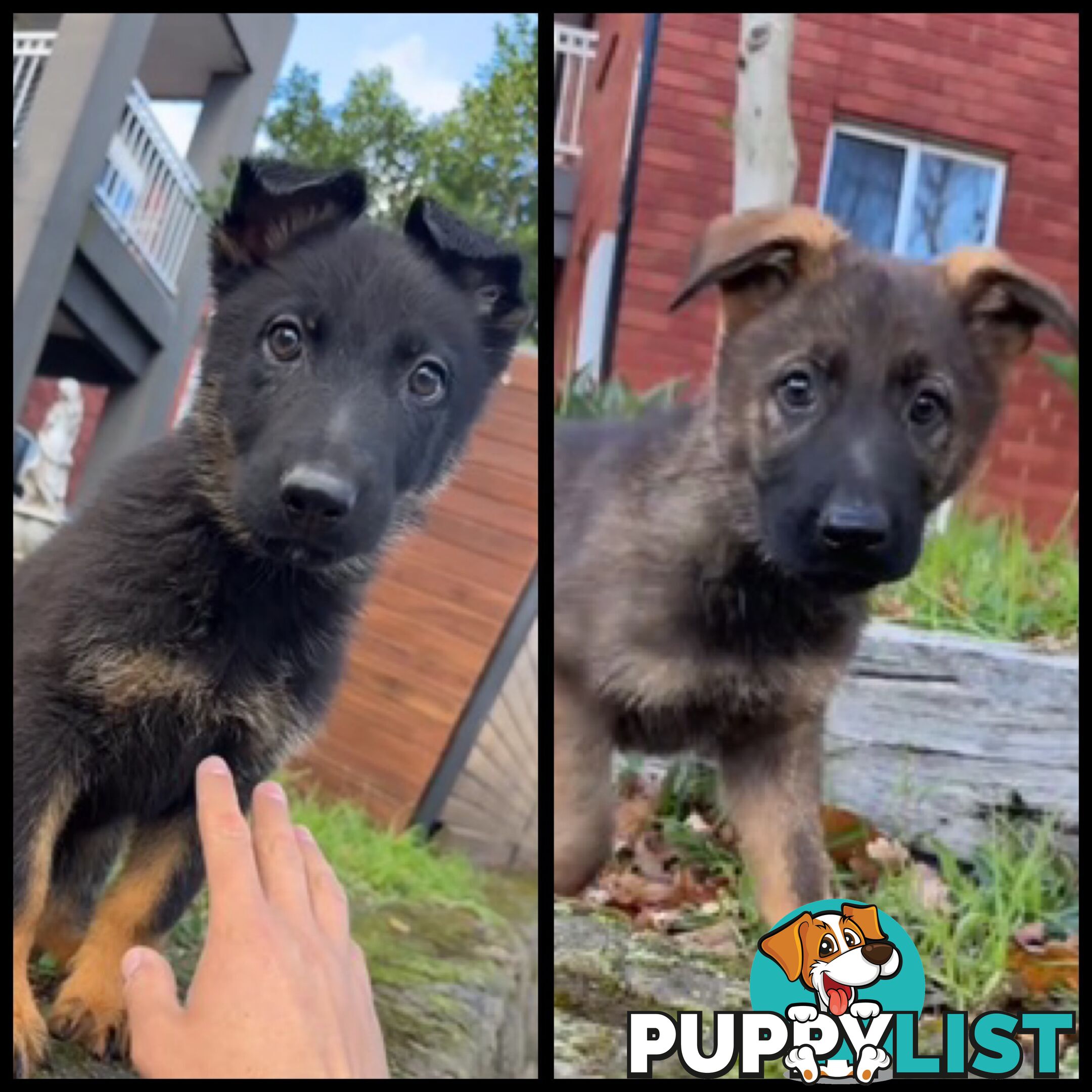 German shepherd puppies