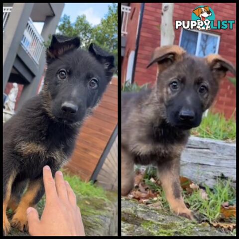 German shepherd puppies