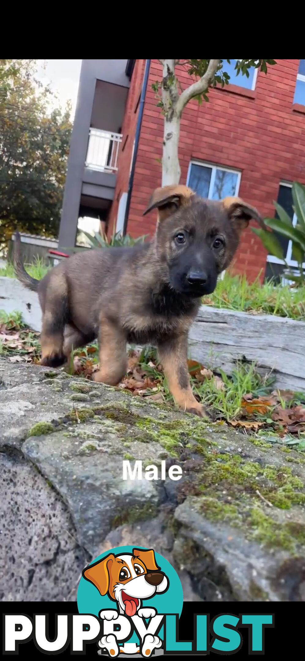 German shepherd puppies