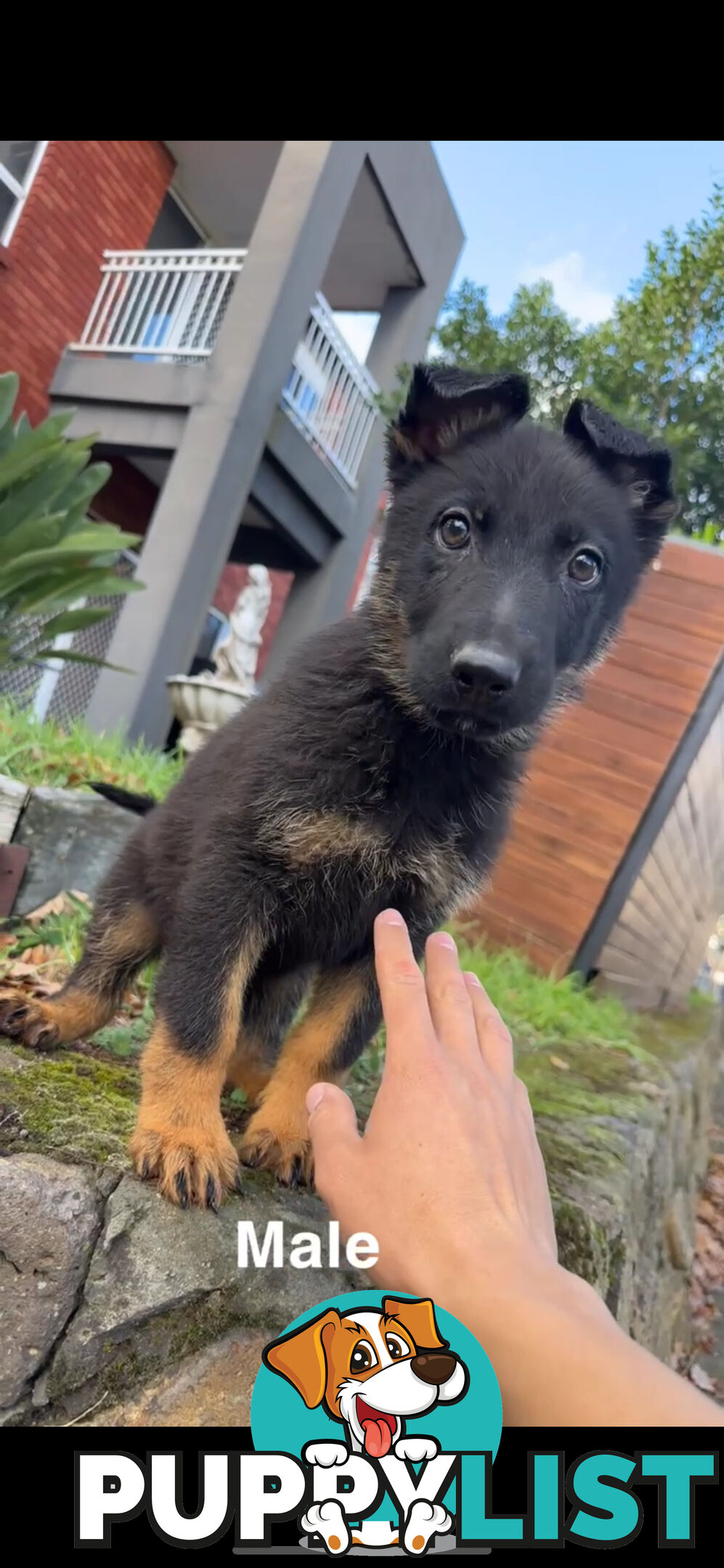 German shepherd puppies
