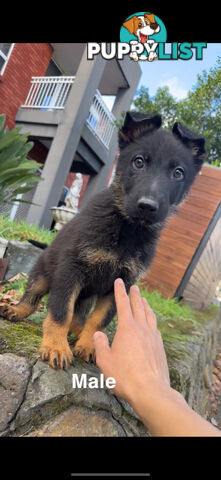 German shepherd puppies