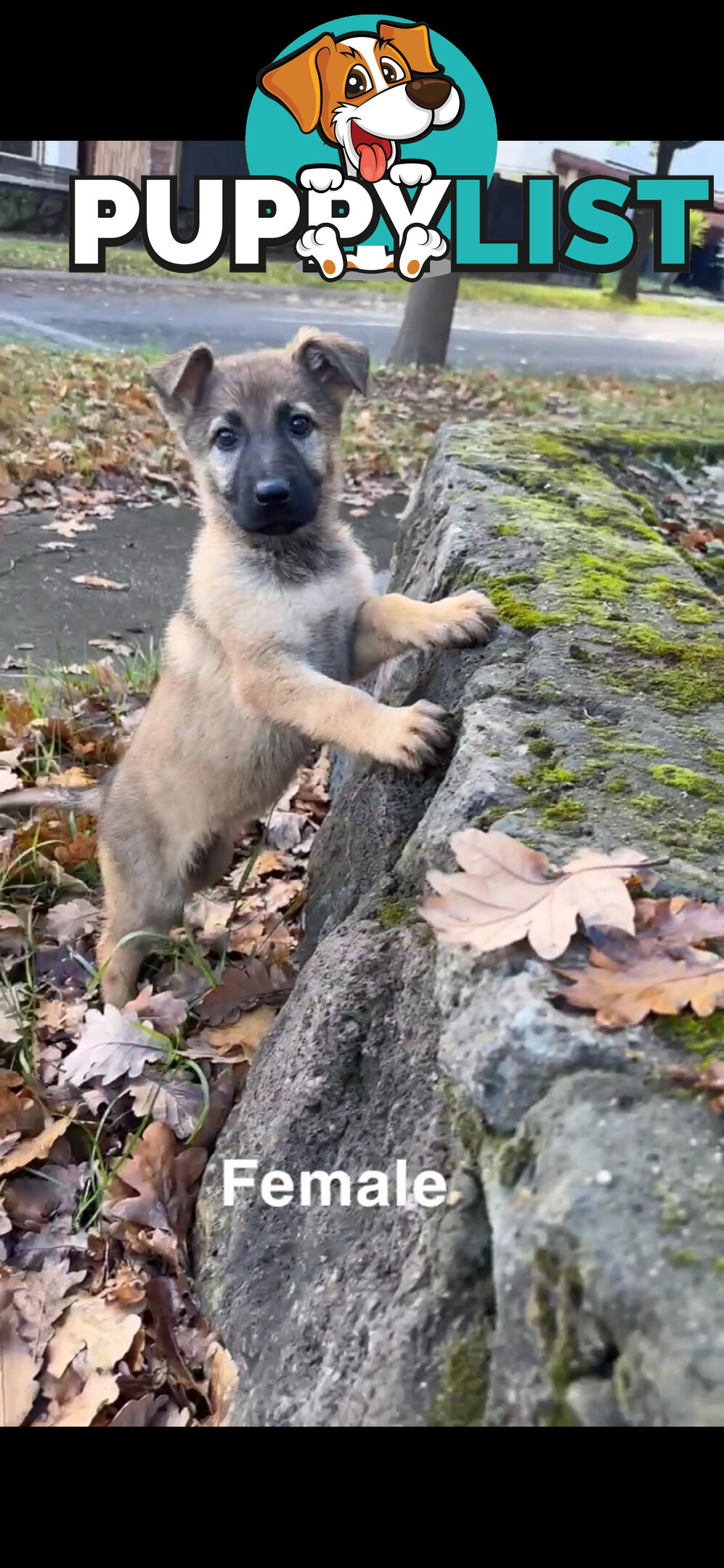 German shepherd puppies