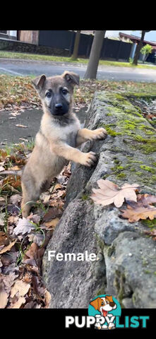 German shepherd puppies