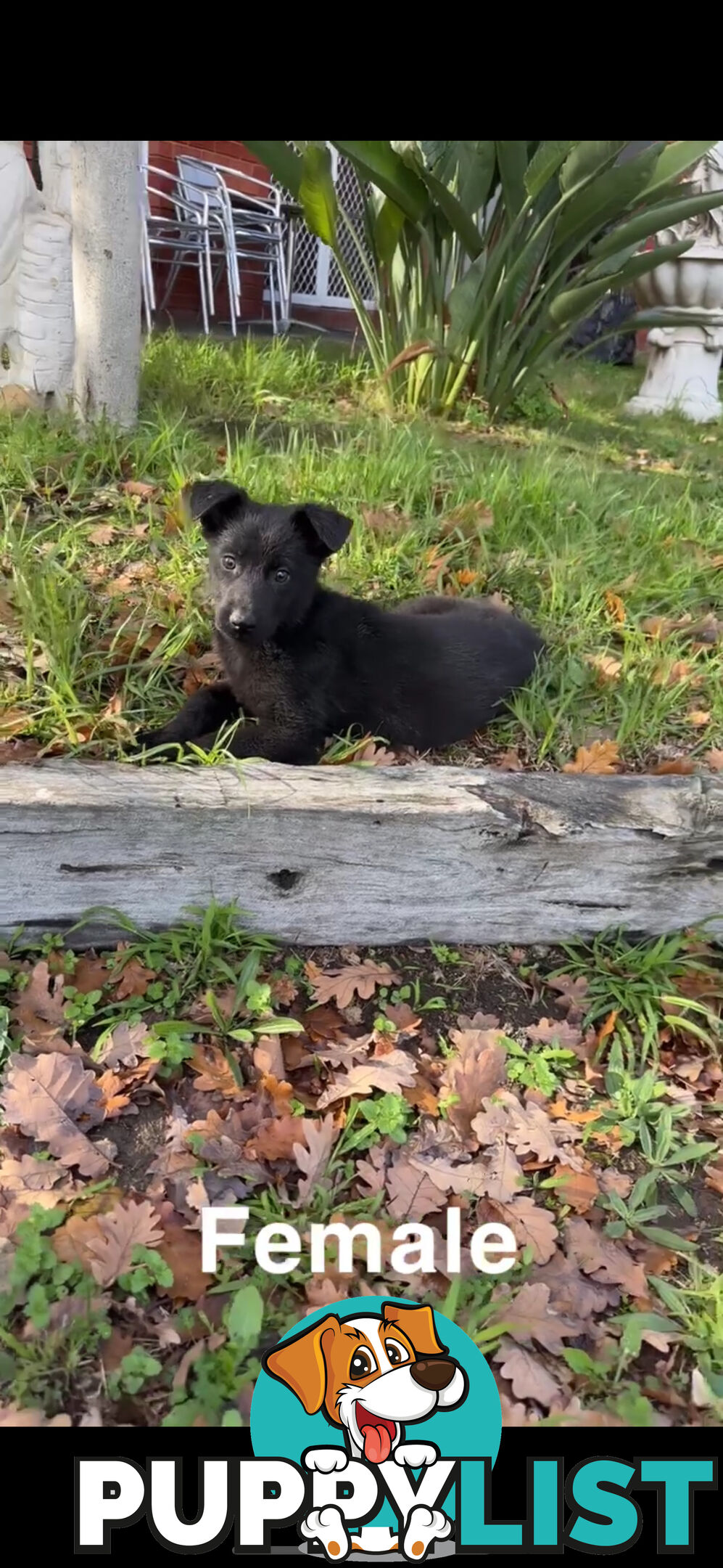 German shepherd puppies