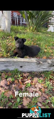 German shepherd puppies