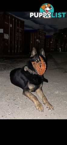 German shepherd STUD