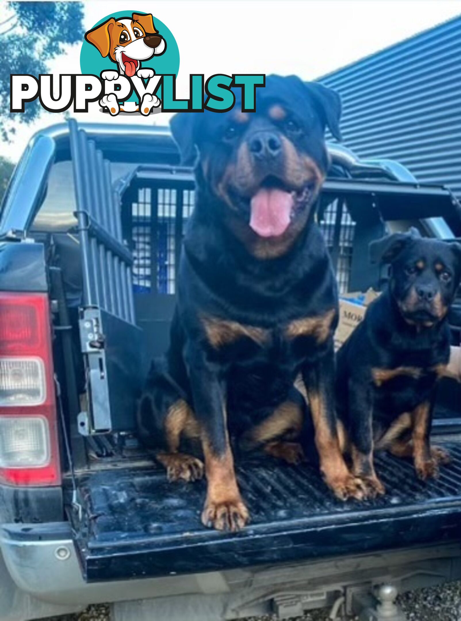 Purebred Rottweiler puppies