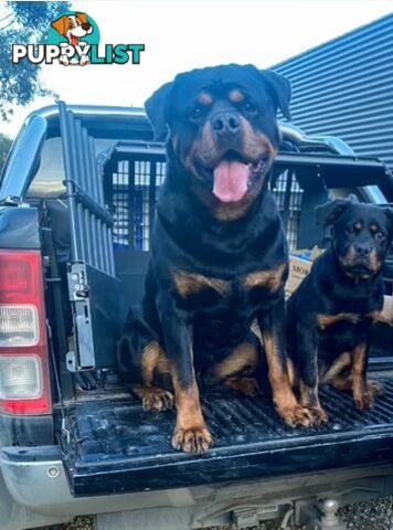 Purebred Rottweiler puppies