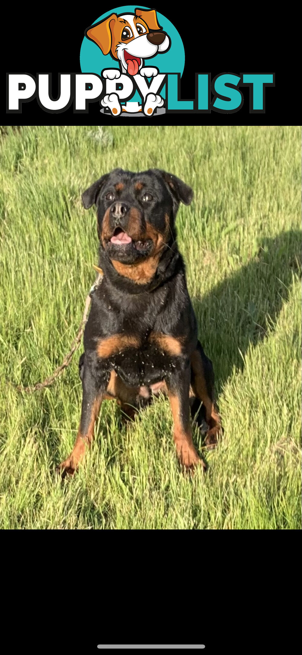 Purebred Rottweiler puppies