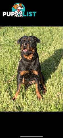 Purebred Rottweiler puppies