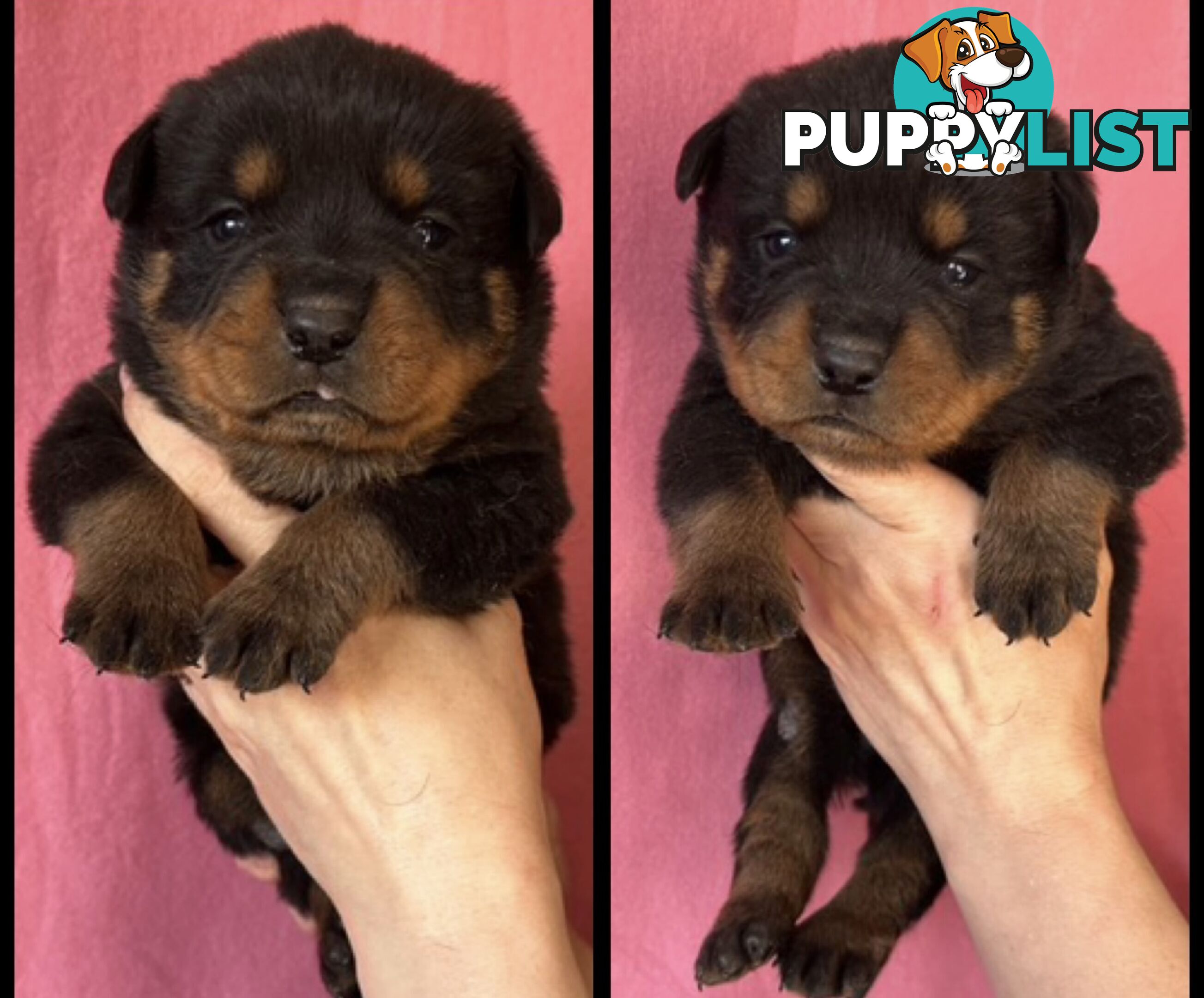 Purebred Rottweiler puppies