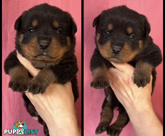 Purebred Rottweiler puppies