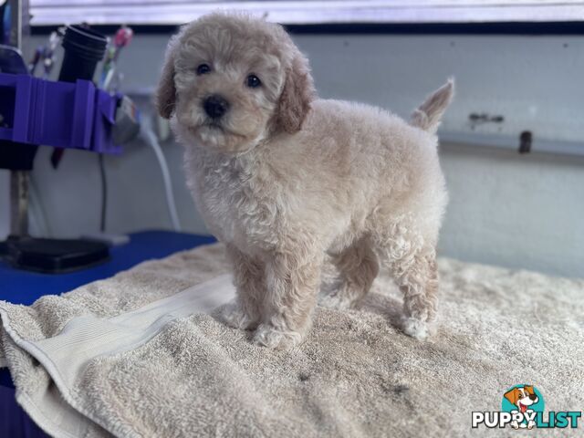 Moodle / mini poodle