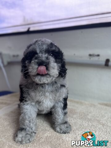 Moodle / mini poodle