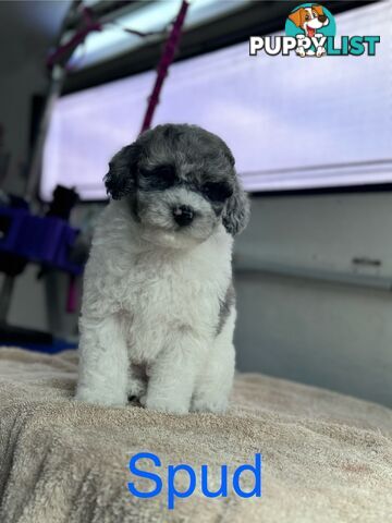 Moodle / mini poodle