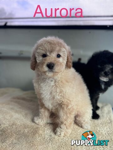 Moodle / mini poodle