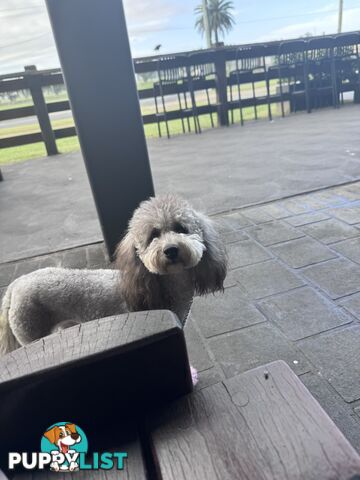 Moodle / mini poodle