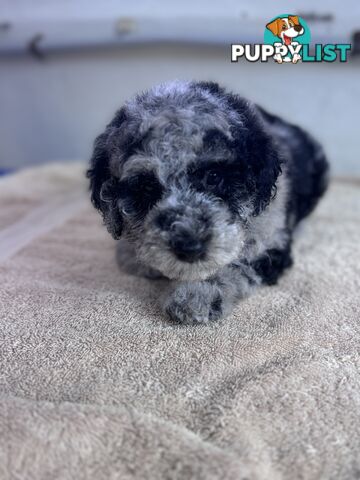 Moodle / mini poodle