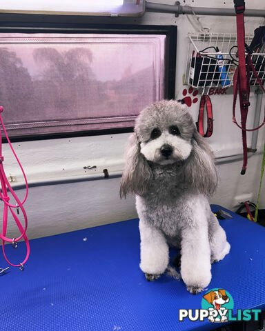 Moodle / mini poodle