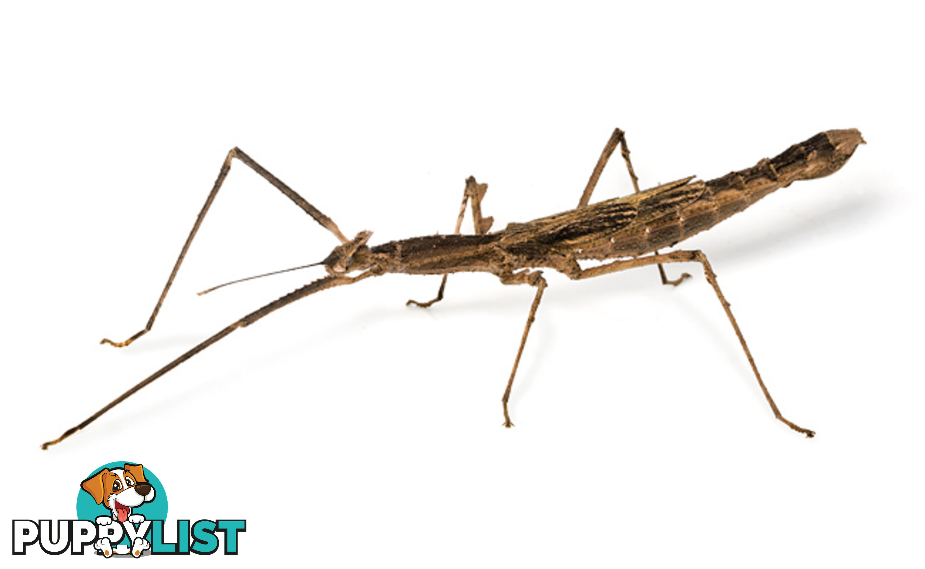 stick insects instore now