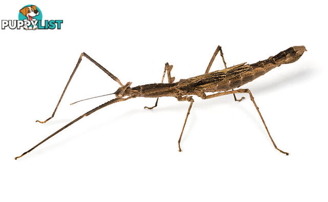 stick insects instore now