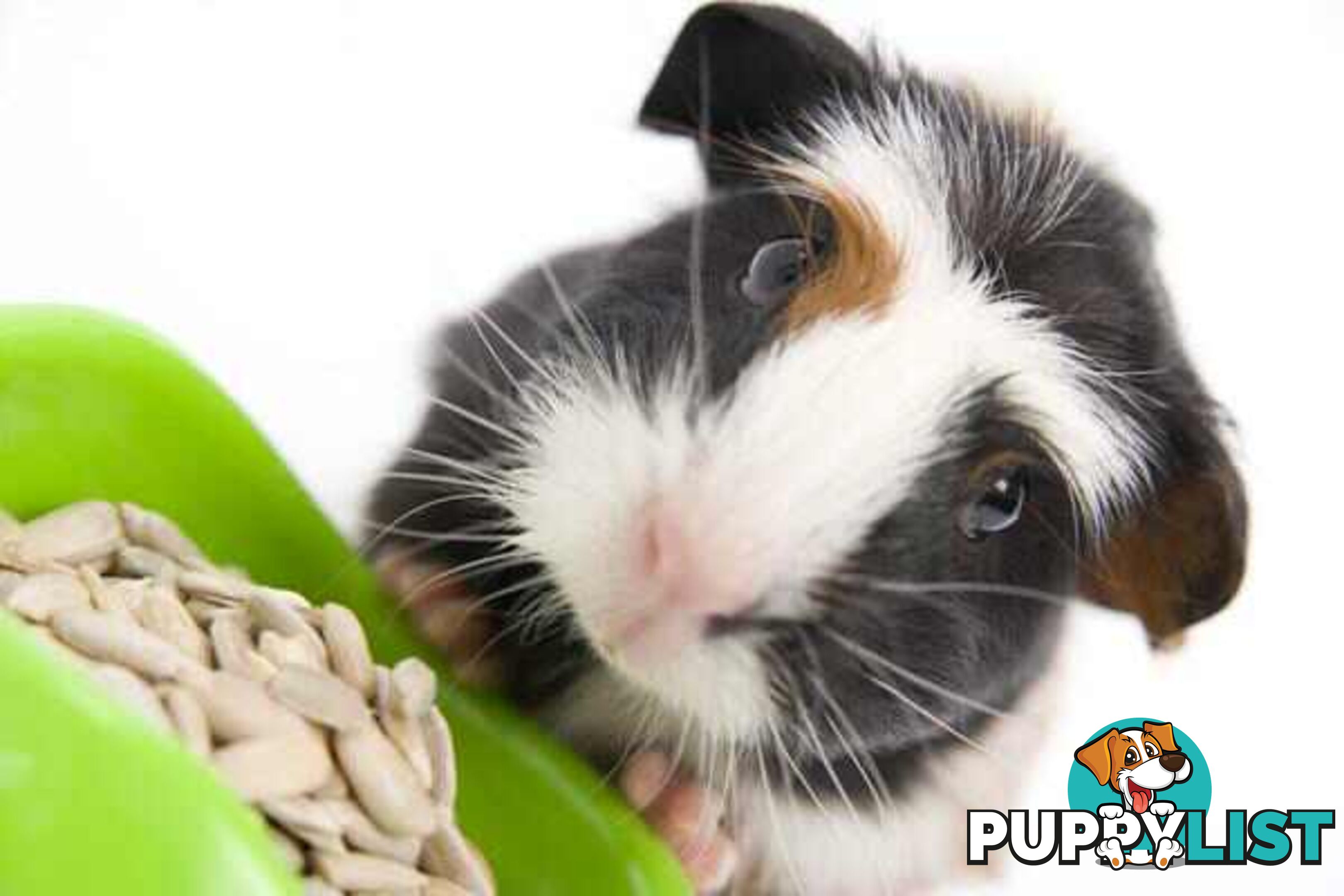 guinea pigs back instore