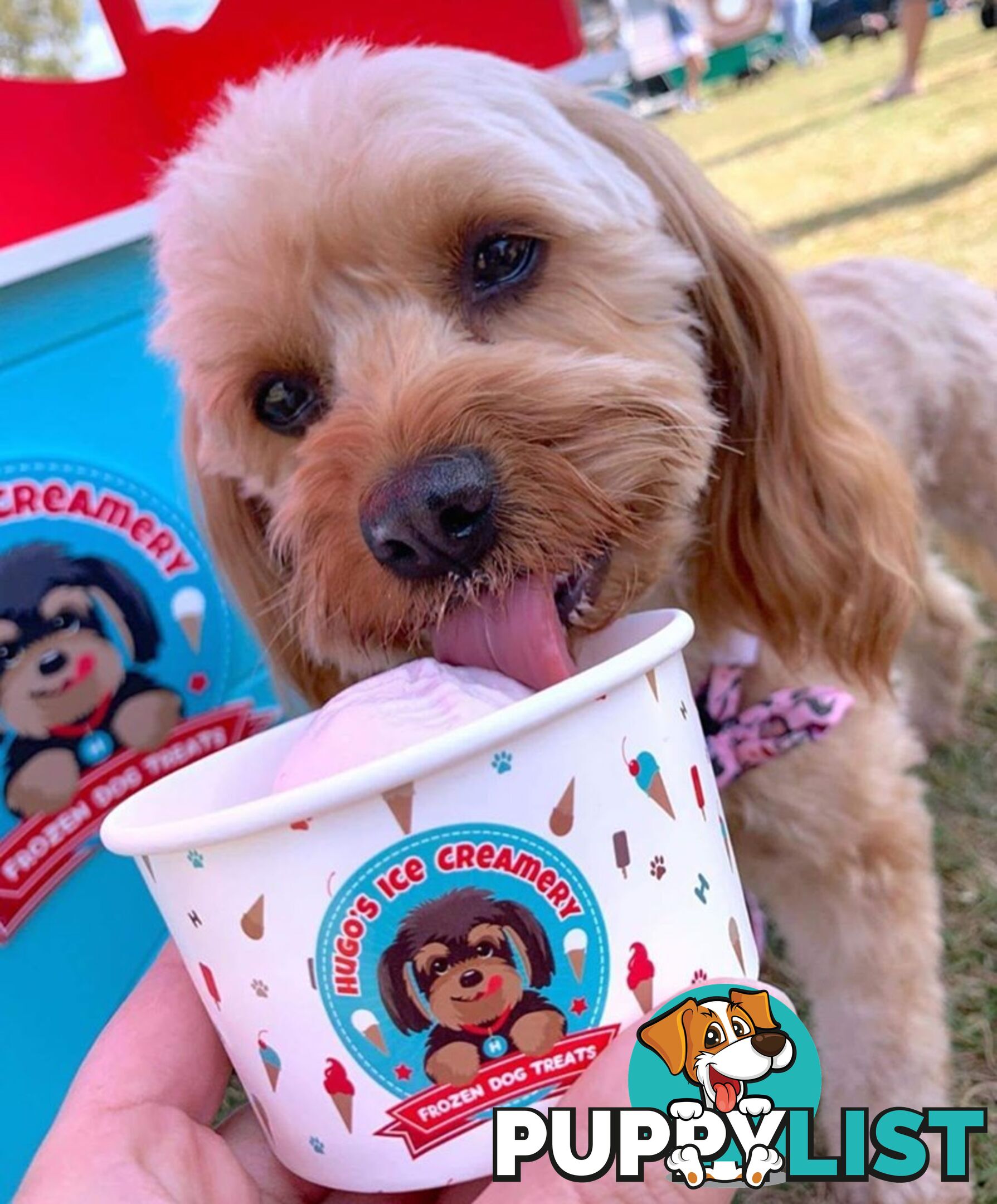 Doggie ice cream