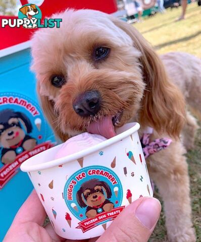 Doggie ice cream