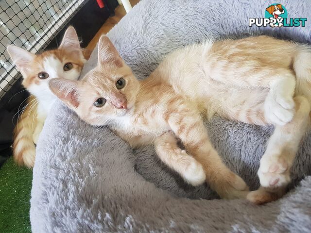 Cat cuddles
