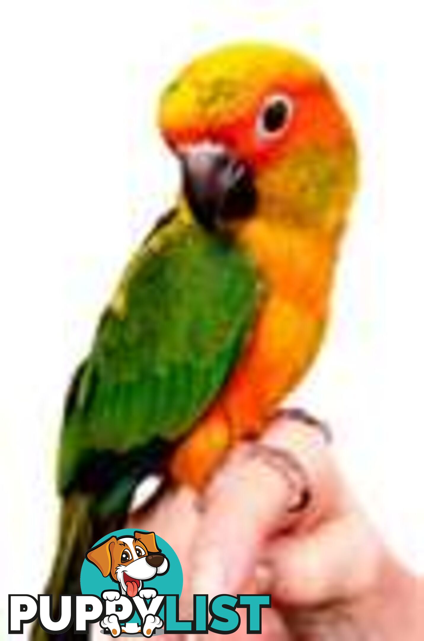 Sunconure babies available now