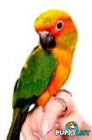 Sunconure babies available now