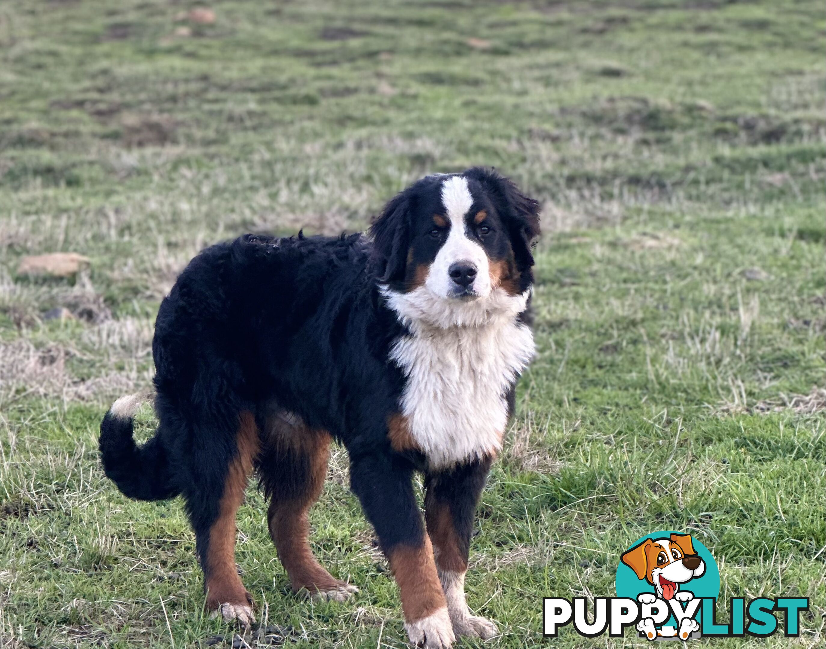 Bernese mountain dog