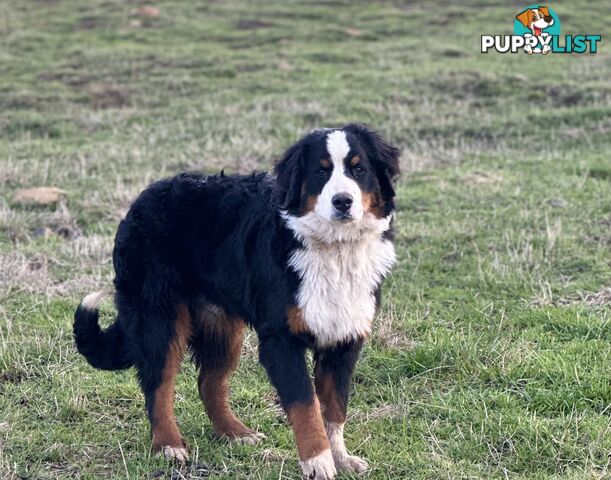Bernese mountain dog